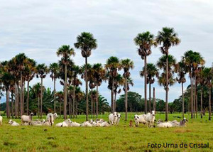 Imagen de Excursiones Llanos Orientales